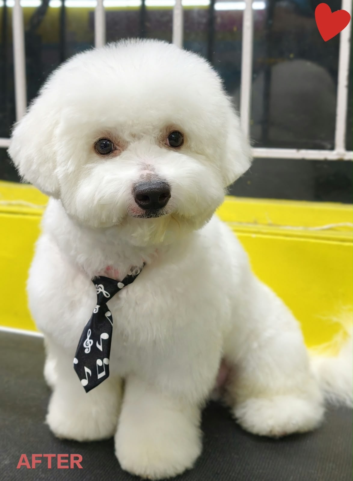 Pet after grooming