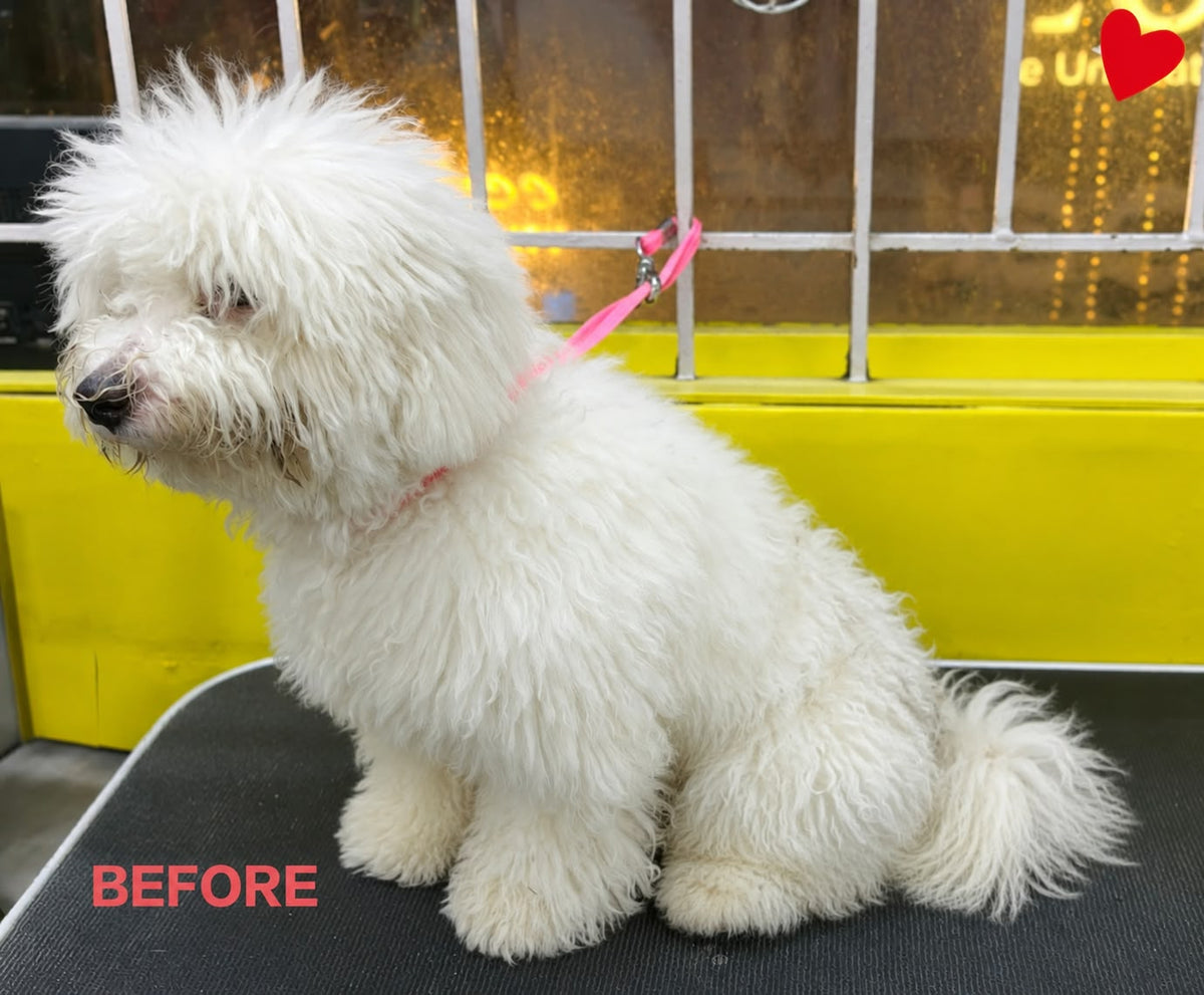 Pet before grooming