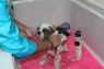 Funky Furz Pro- Groom BATH BRUSH